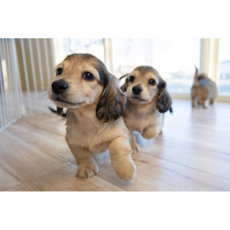 販売中の静岡県のカニンヘンダックスフンド(ロングヘアード)-424548の9枚目