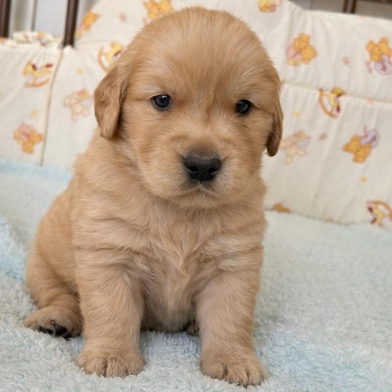 販売中の福岡県のゴールデンレトリーバー-438198