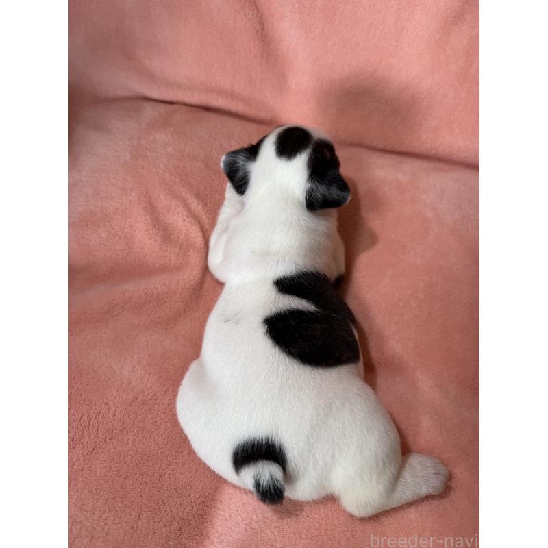 販売中の愛知県のフレンチブルドッグ-442577の2枚目