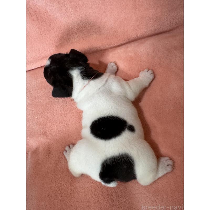 商談中の愛知県のフレンチブルドッグ-442565の2枚目