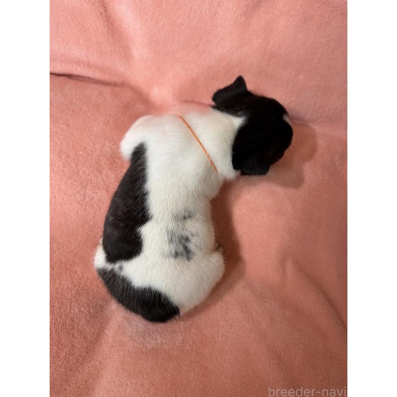 販売中の愛知県のフレンチブルドッグ-442573の2枚目