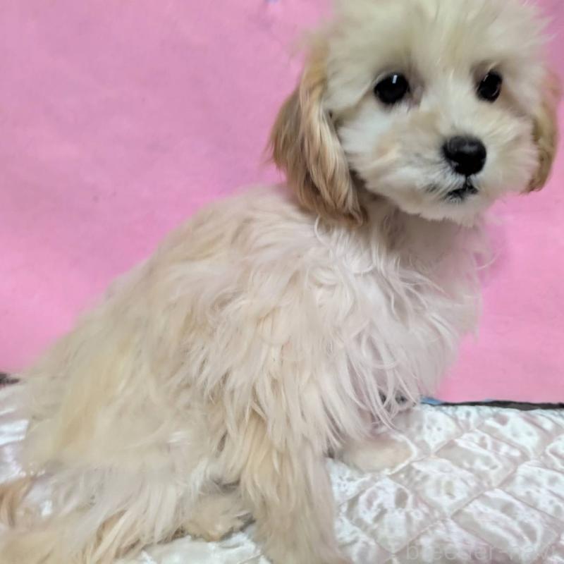 販売中の埼玉県のマルプー:マルチーズ×トイプードル-423399
