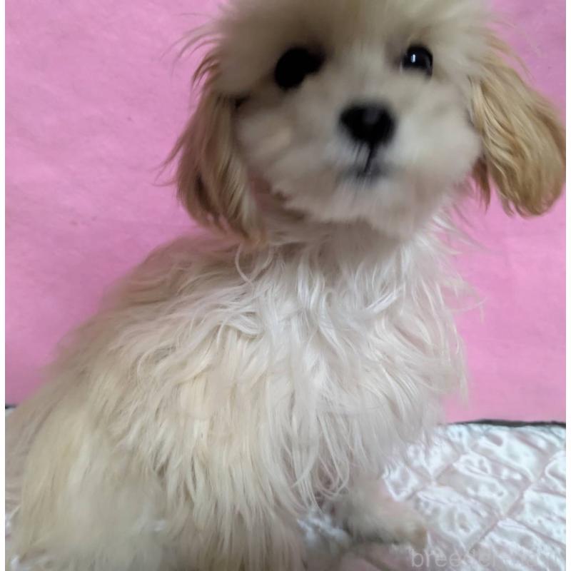 販売中の埼玉県のマルプー:マルチーズ×トイプードル-423399の10枚目