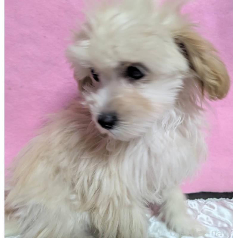 販売中の埼玉県のマルプー:マルチーズ×トイプードル-423399の9枚目