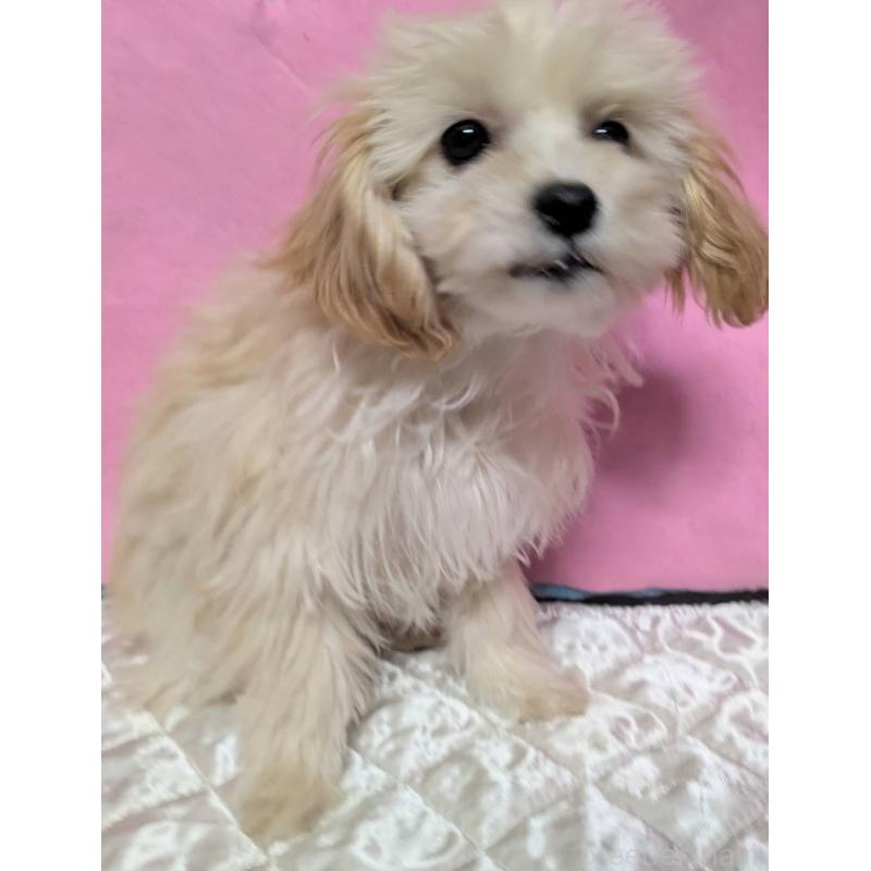 販売中の埼玉県のマルプー:マルチーズ×トイプードル-423399の8枚目