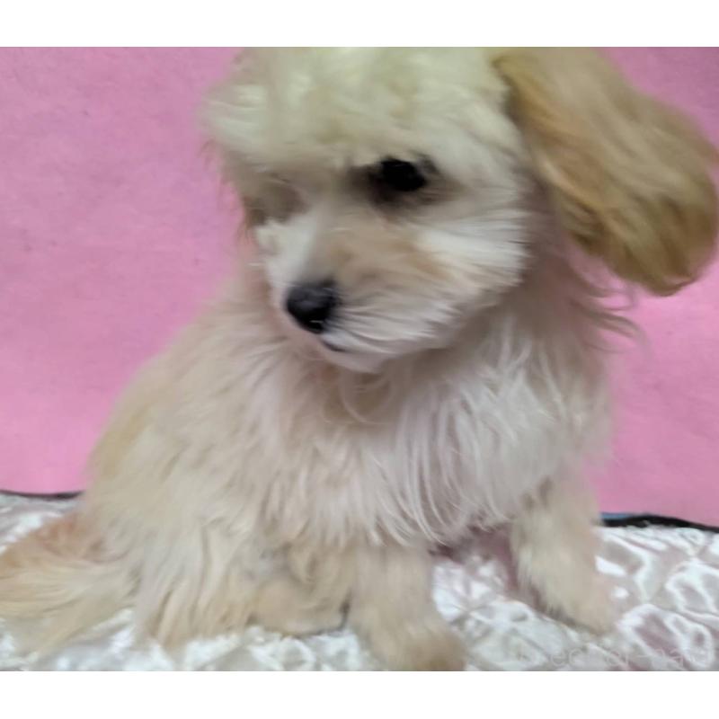 販売中の埼玉県のマルプー:マルチーズ×トイプードル-423399の7枚目