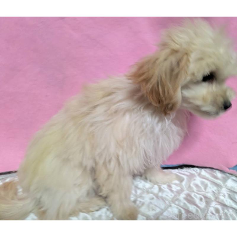 販売中の埼玉県のマルプー:マルチーズ×トイプードル-423399の6枚目