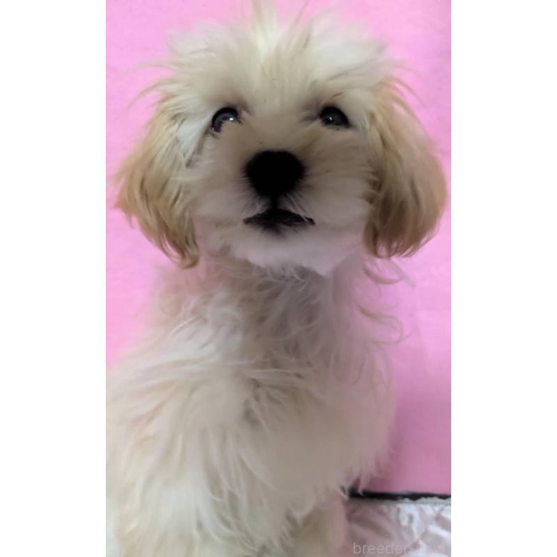 販売中の埼玉県のマルプー:マルチーズ×トイプードル-423399の4枚目