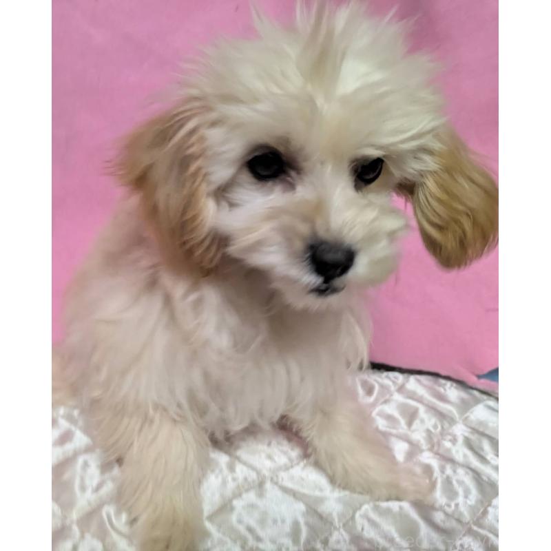 販売中の埼玉県のマルプー:マルチーズ×トイプードル-423399の3枚目