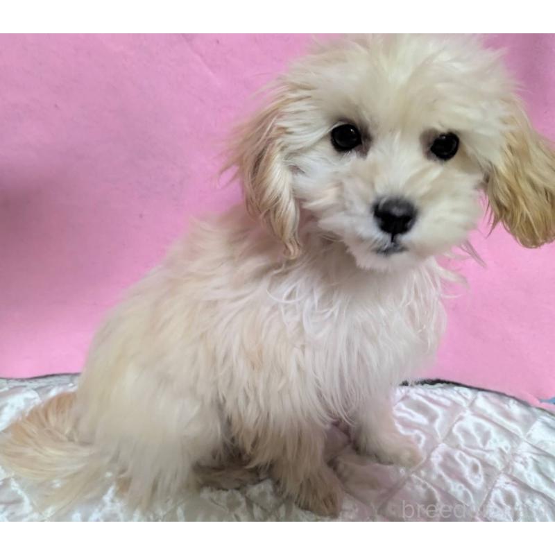 販売中の埼玉県のマルプー:マルチーズ×トイプードル-423399の2枚目