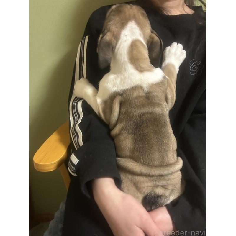 販売中の香川県のブルドッグ-442582の2枚目