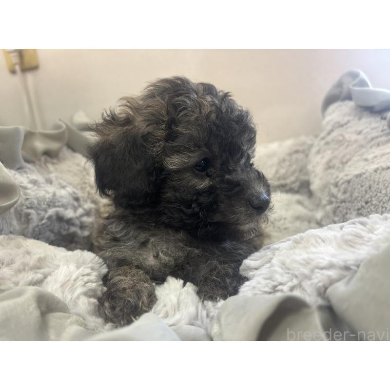 成約済の熊本県のトイプードル-438660の4枚目