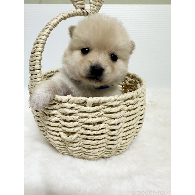 販売中の福岡県のミックス犬-439267