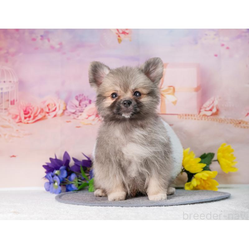 販売中の岐阜県のポメラニアン-442592の5枚目