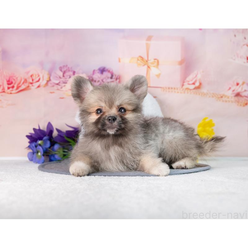 販売中の岐阜県のポメラニアン-442592の4枚目