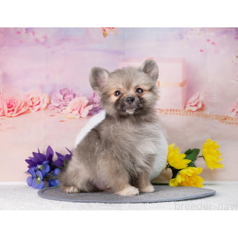 販売中の岐阜県のポメラニアン-442592の3枚目