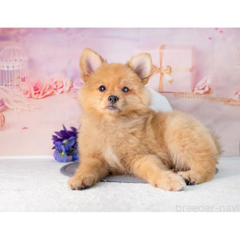 販売中の岐阜県のポメラニアン-442593の7枚目