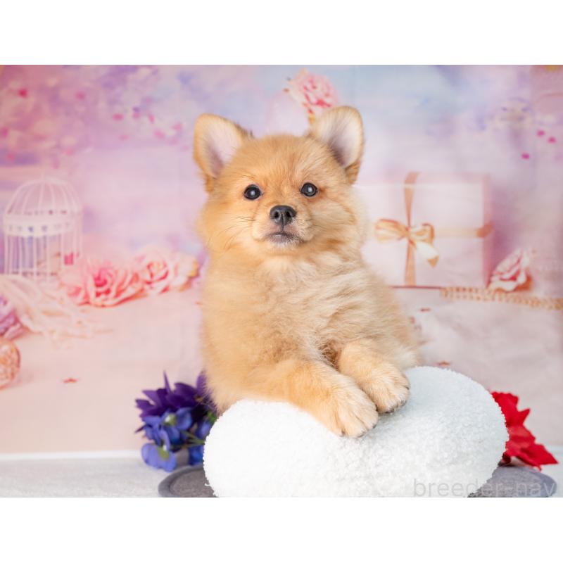 販売中の岐阜県のポメラニアン-442593の6枚目