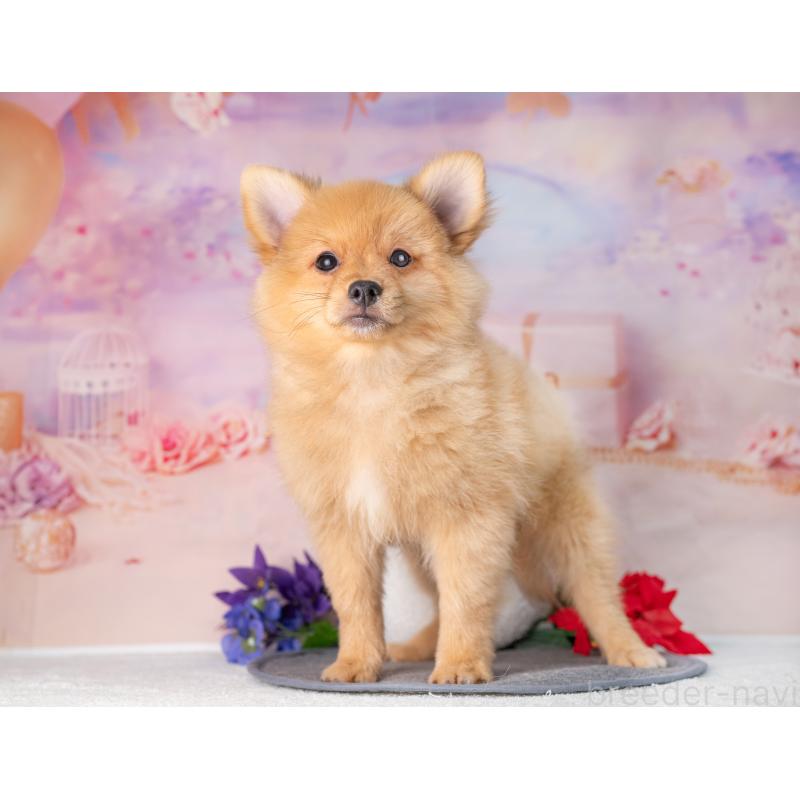 販売中の岐阜県のポメラニアン-442593の5枚目