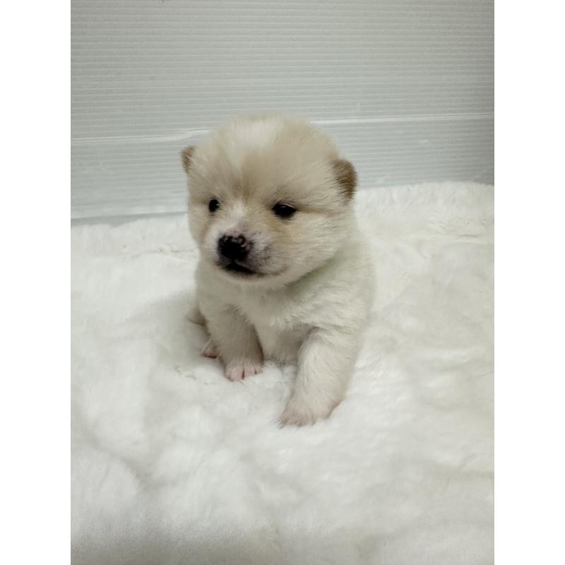 商談中の福岡県のミックス犬-439265の12枚目