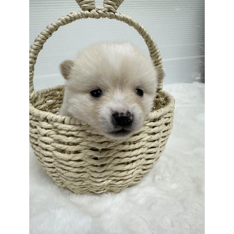 販売中の福岡県のミックス犬-439265