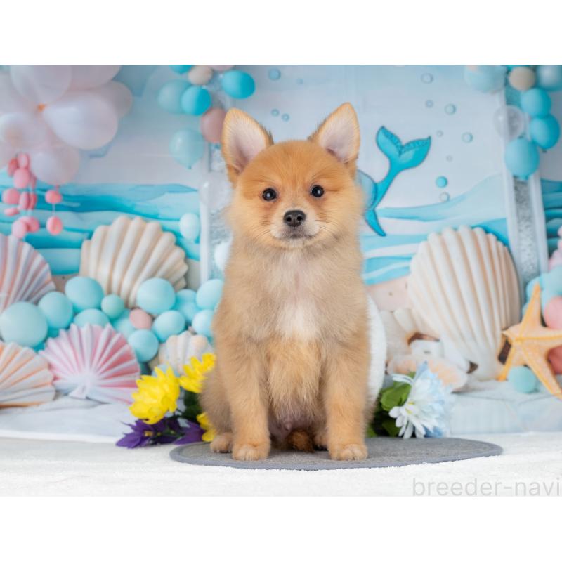 販売中の岐阜県のポメラニアン-442594の5枚目