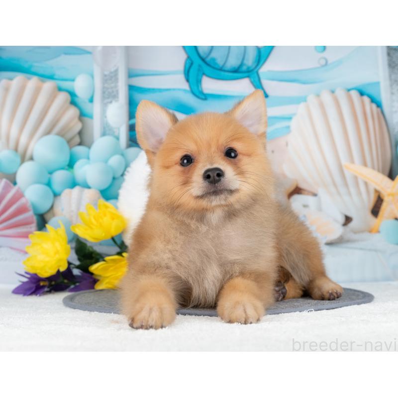 販売中の岐阜県のポメラニアン-442594の4枚目