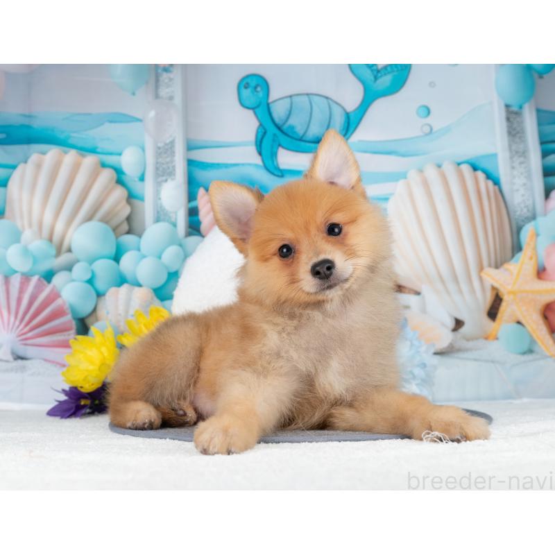 販売中の岐阜県のポメラニアン-442594の3枚目