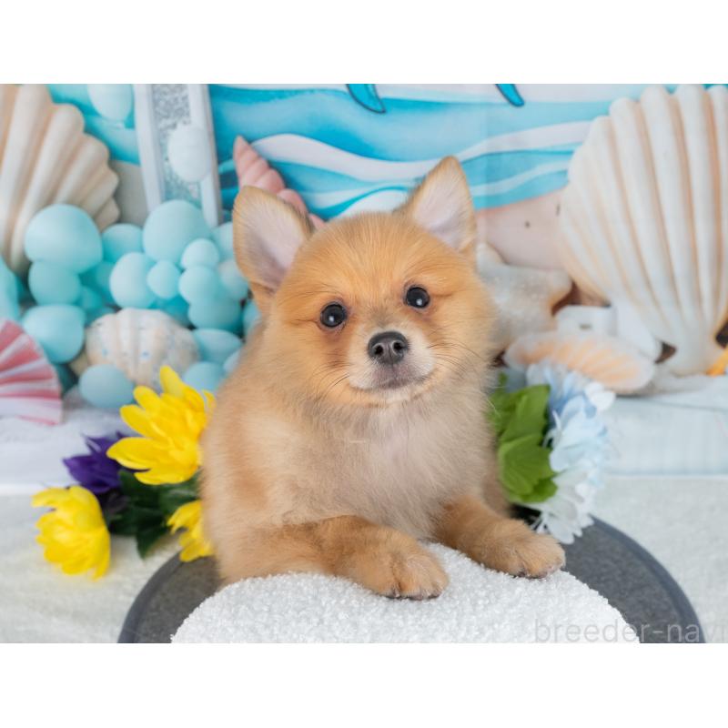 販売中の岐阜県のポメラニアン-442594の2枚目