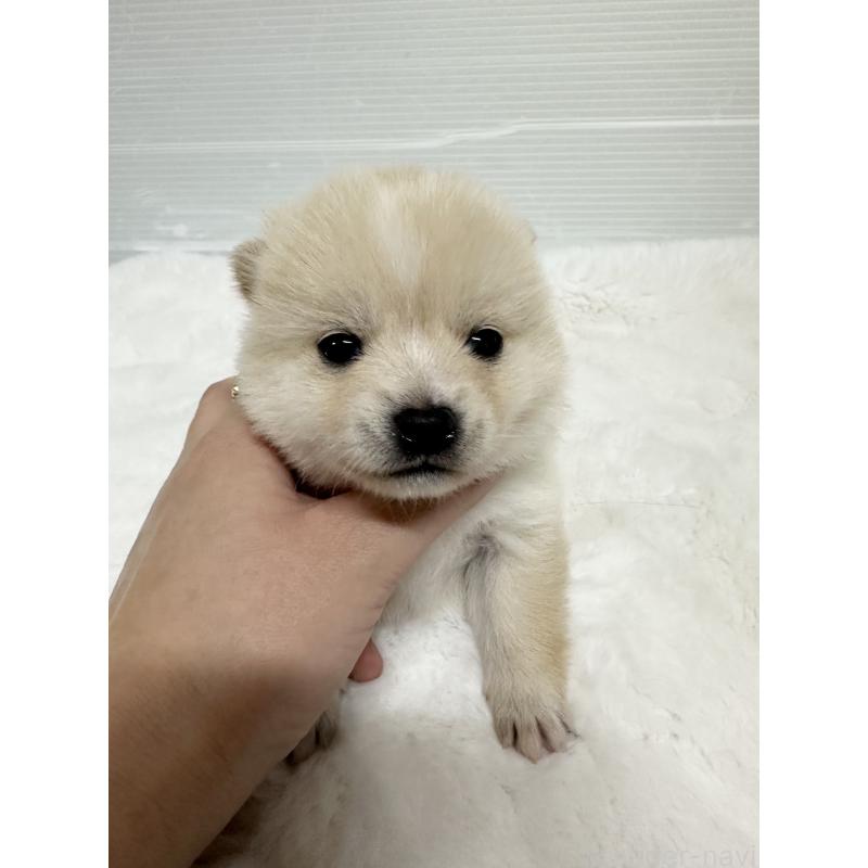 販売中の福岡県のミックス犬-439264