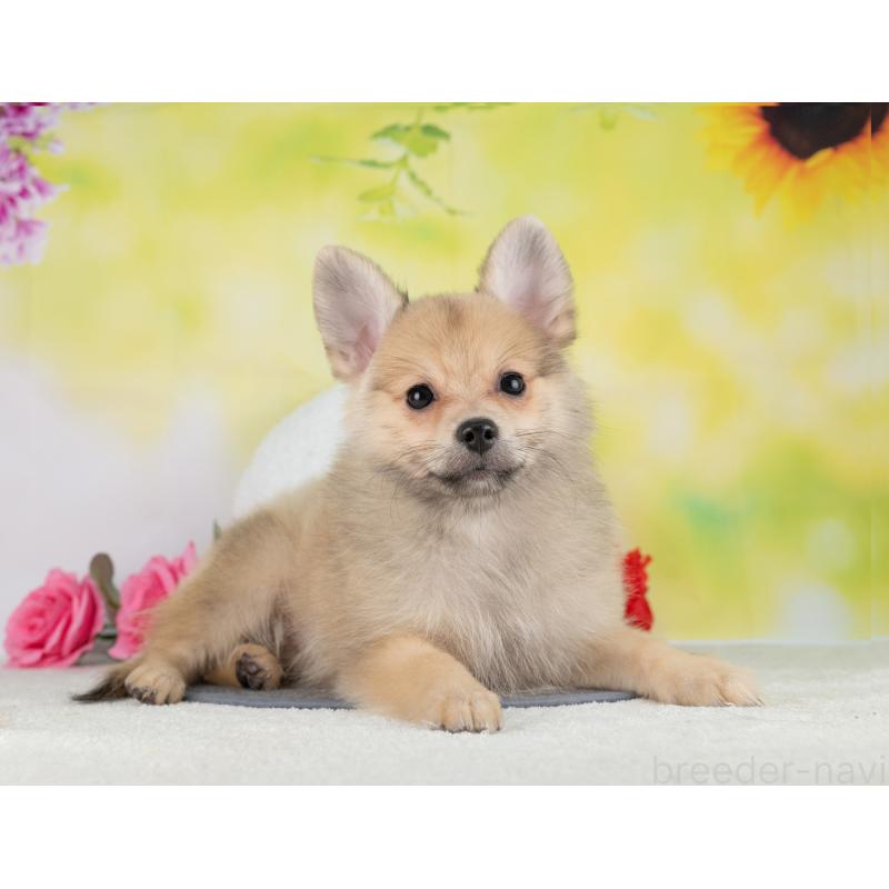 販売中の岐阜県のポメラニアン-442595の4枚目