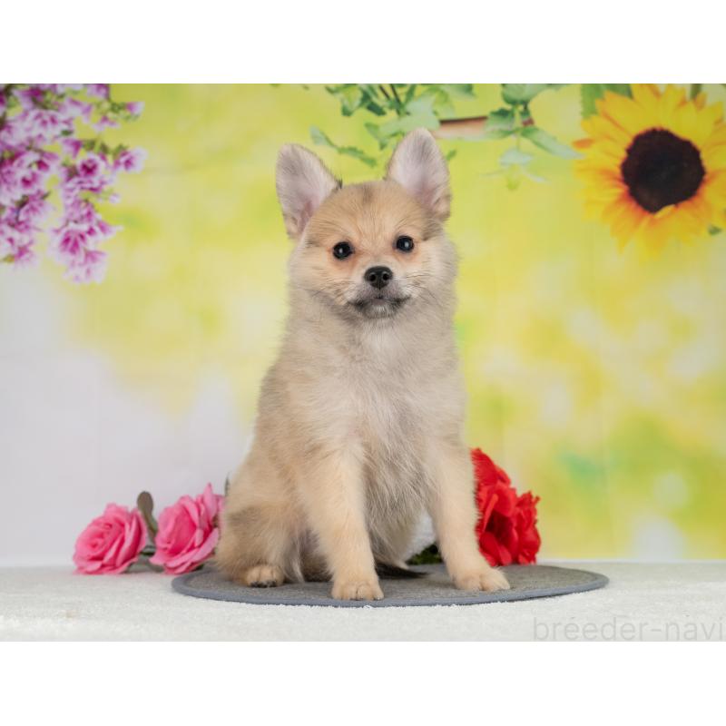 販売中の岐阜県のポメラニアン-442595の3枚目