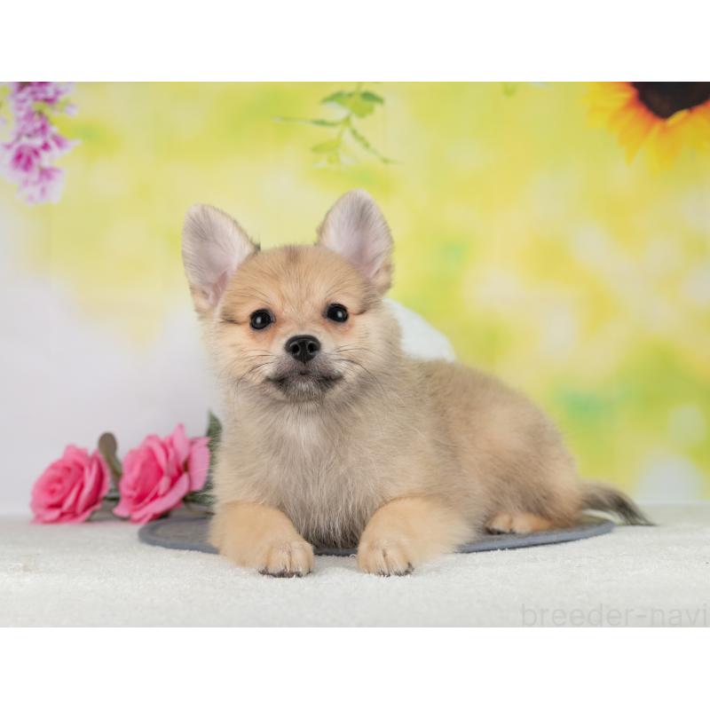 販売中の岐阜県のポメラニアン-442595の2枚目