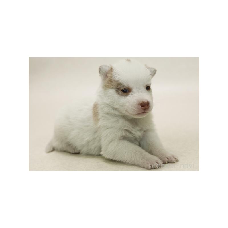 販売中の神奈川県のシベリアンハスキー-442596の2枚目