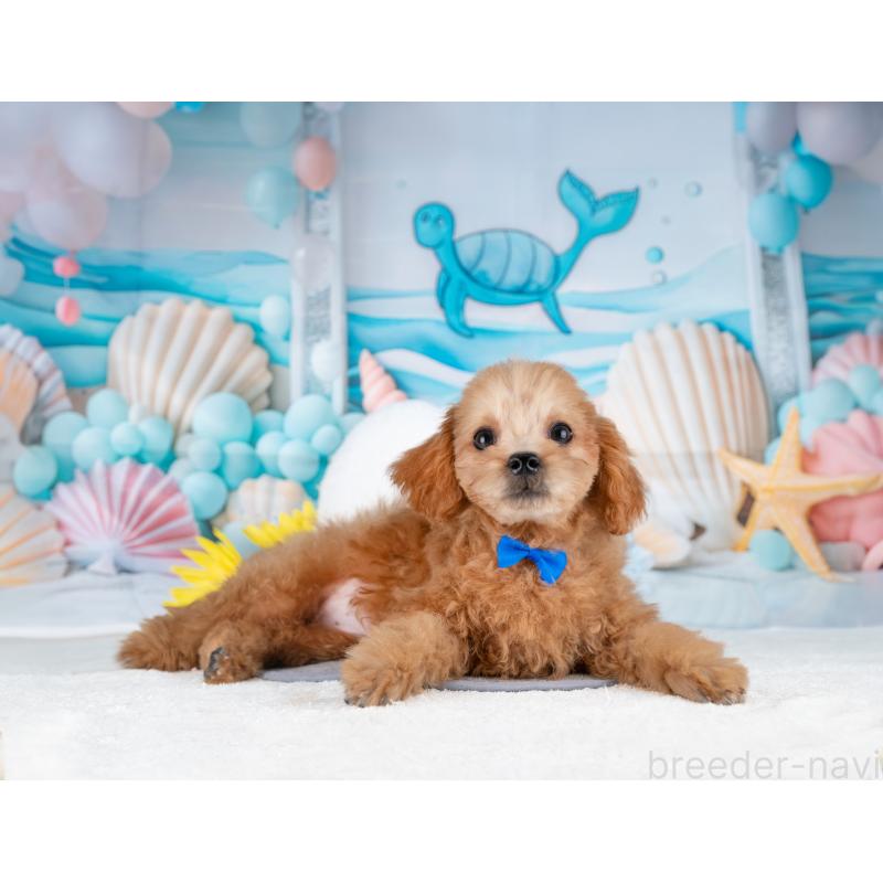 販売中の岐阜県のトイプードル-442885の7枚目