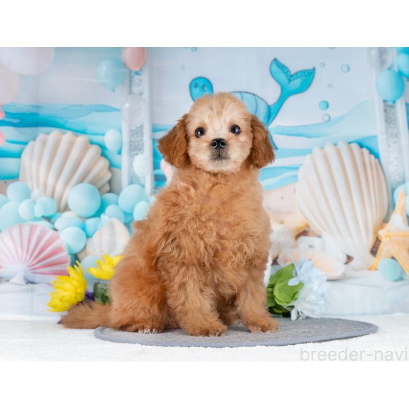 販売中の岐阜県のトイプードル-442885の6枚目