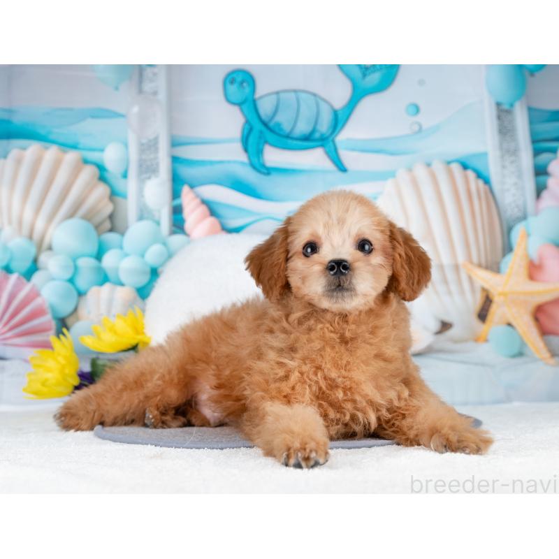 販売中の岐阜県のトイプードル-442885の5枚目