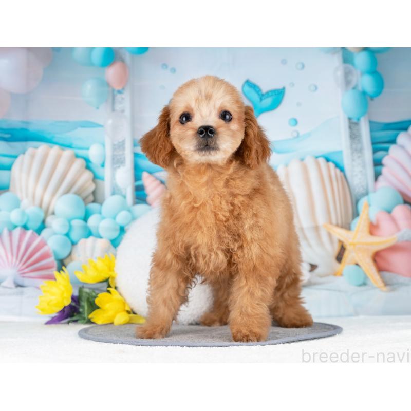 販売中の岐阜県のトイプードル-442885の4枚目