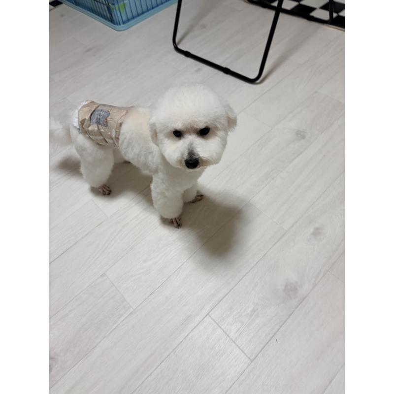 販売中の長野県のビションフリーゼ-442598の5枚目