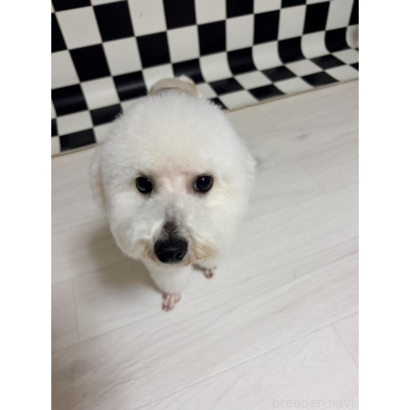 販売中の長野県のビションフリーゼ-442598の4枚目