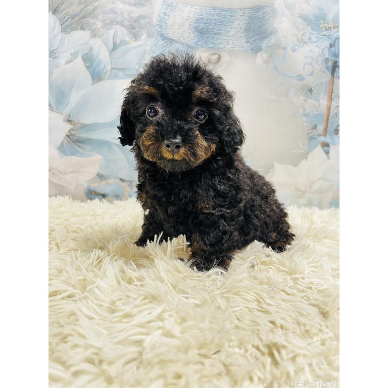 販売中の茨城県のタイニープードル-435316の3枚目