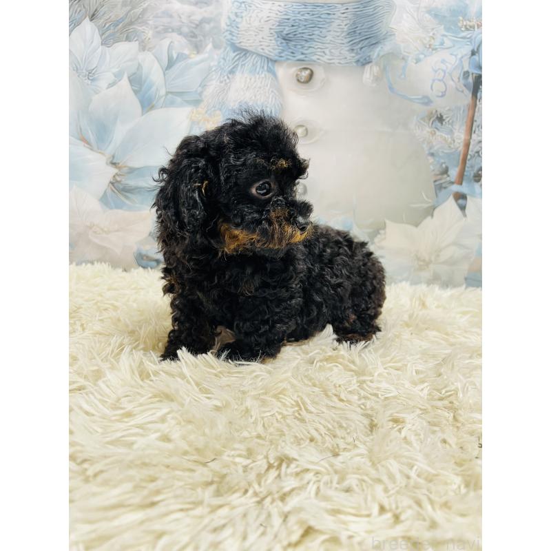 販売中の茨城県のタイニープードル-435316の2枚目