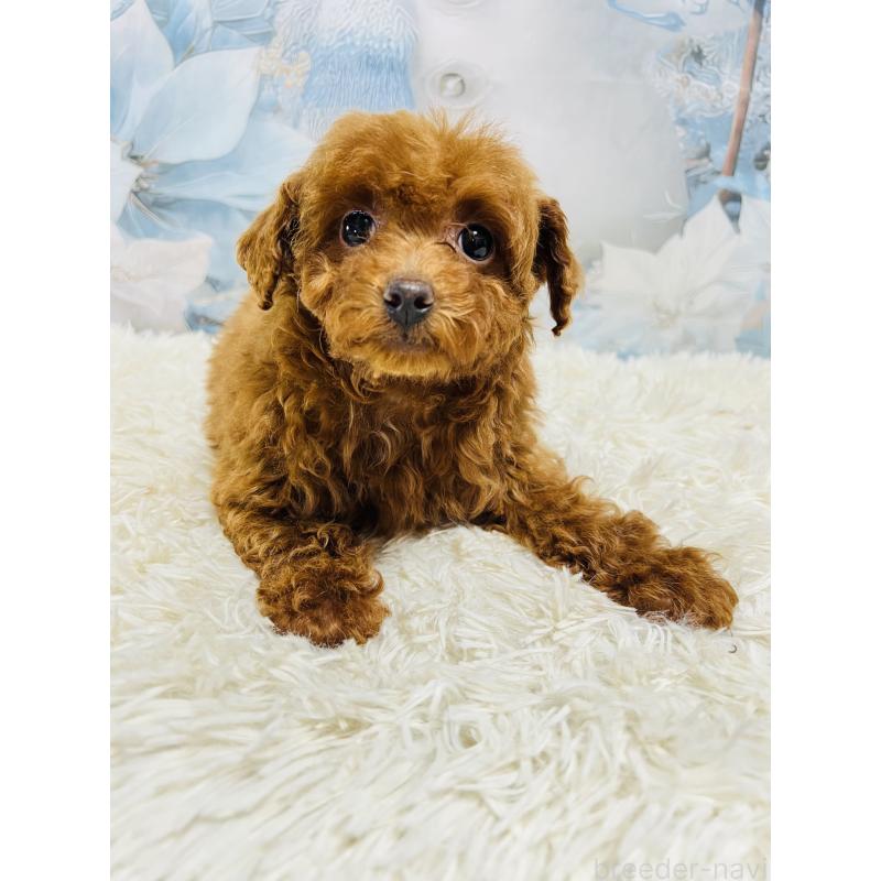 販売中の茨城県のトイプードル-442434の3枚目