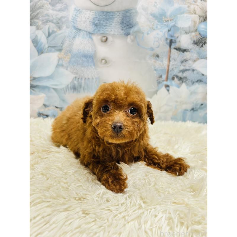 販売中の茨城県のトイプードル-442434の2枚目