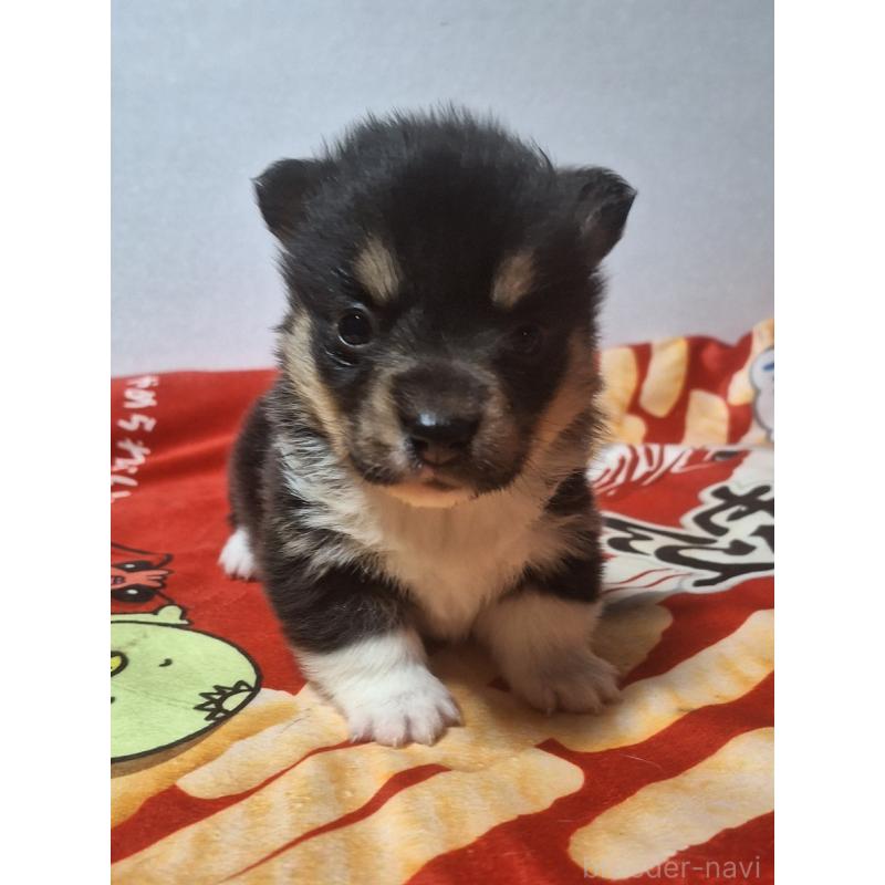 販売中の神奈川県のウェルシュコーギーペンブローク-442601の11枚目