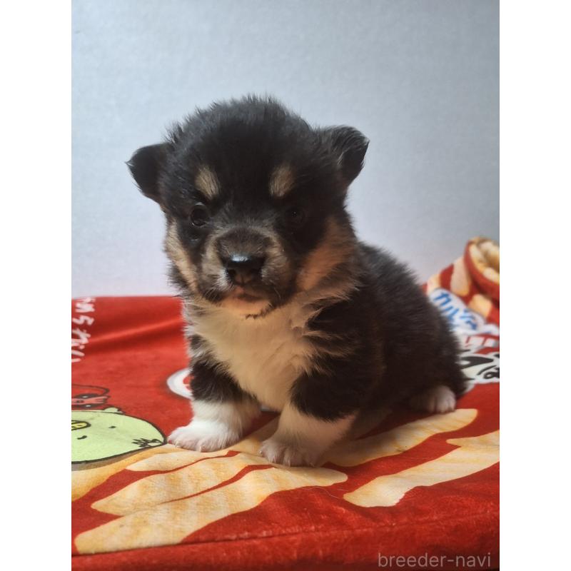 販売中の神奈川県のウェルシュコーギーペンブローク-442601の10枚目