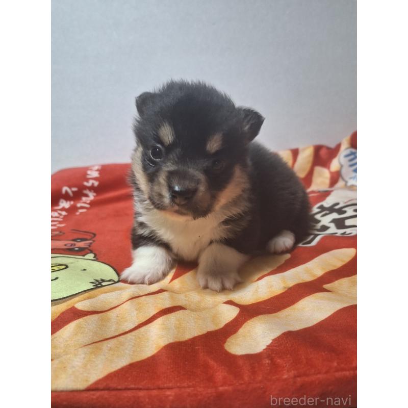 販売中の神奈川県のウェルシュコーギーペンブローク-442601の8枚目