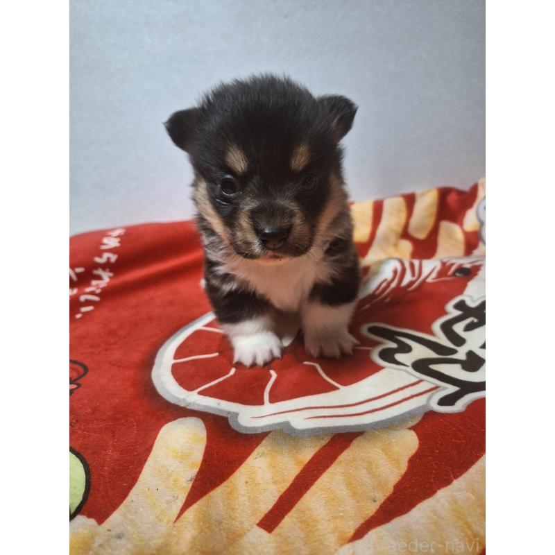 販売中の神奈川県のウェルシュコーギーペンブローク-442601の7枚目