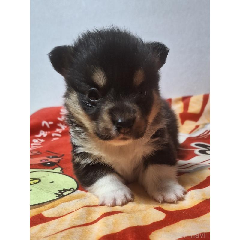 販売中の神奈川県のウェルシュコーギーペンブローク-442601の6枚目