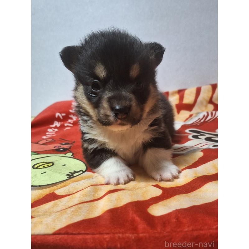 販売中の神奈川県のウェルシュコーギーペンブローク-442601の5枚目